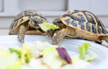 Makanan Durus Kura: Rekomendasi dan Manfaatnya untuk Kura-Kura